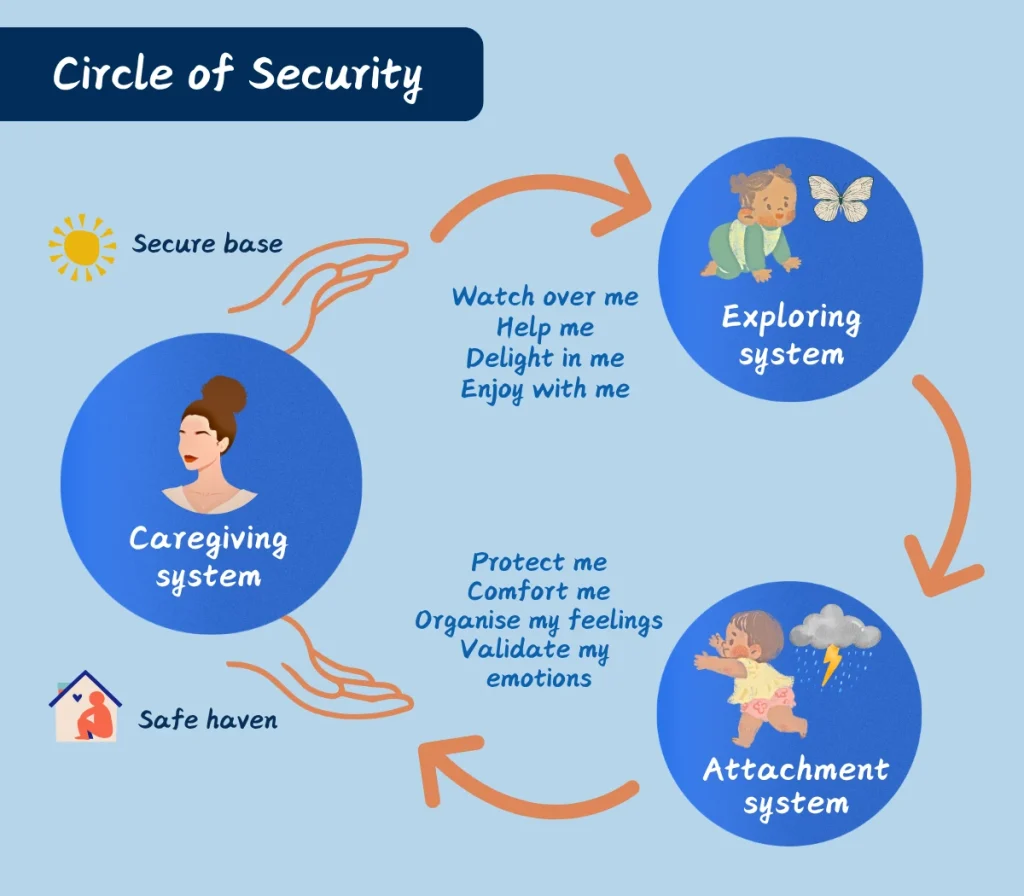 A diagram showing the circle of security at the heart of attachment theory